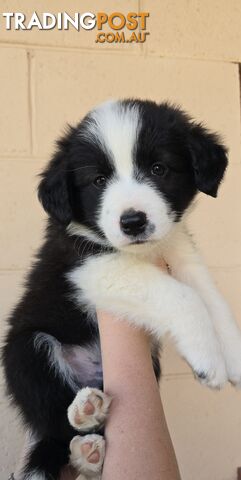 Registered Purebred Border Collies