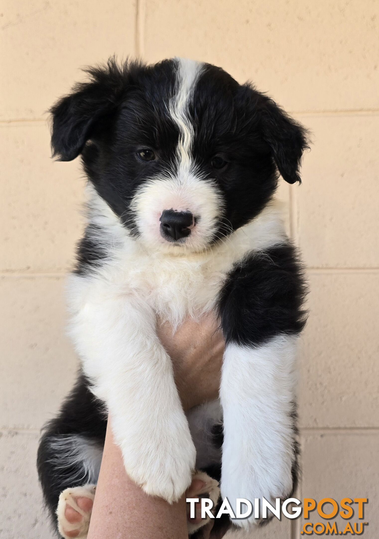 Registered Purebred Border Collies