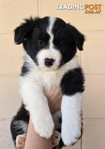 Registered Purebred Border Collies