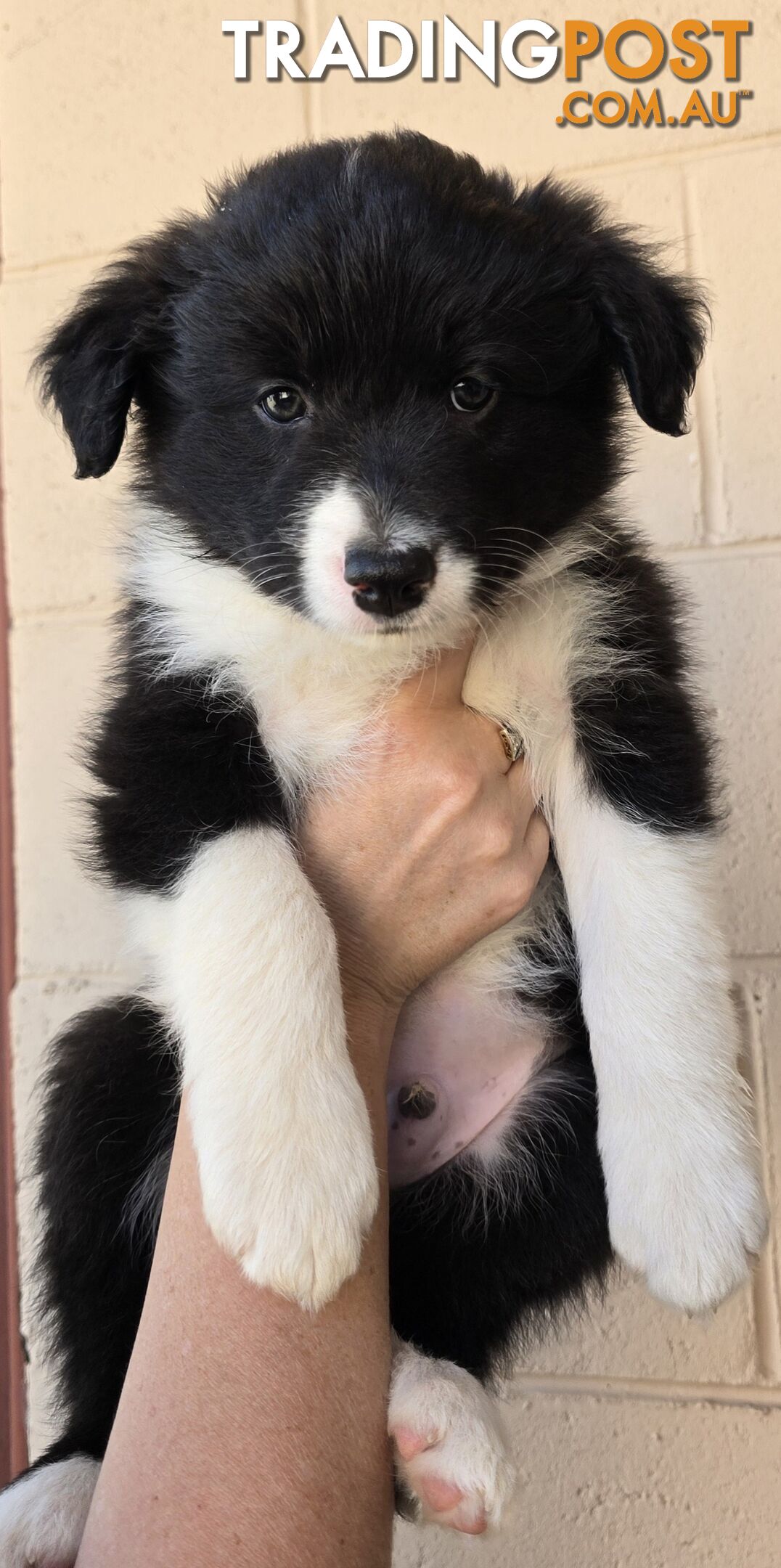 Registered Purebred Border Collies