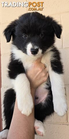 Registered Purebred Border Collies