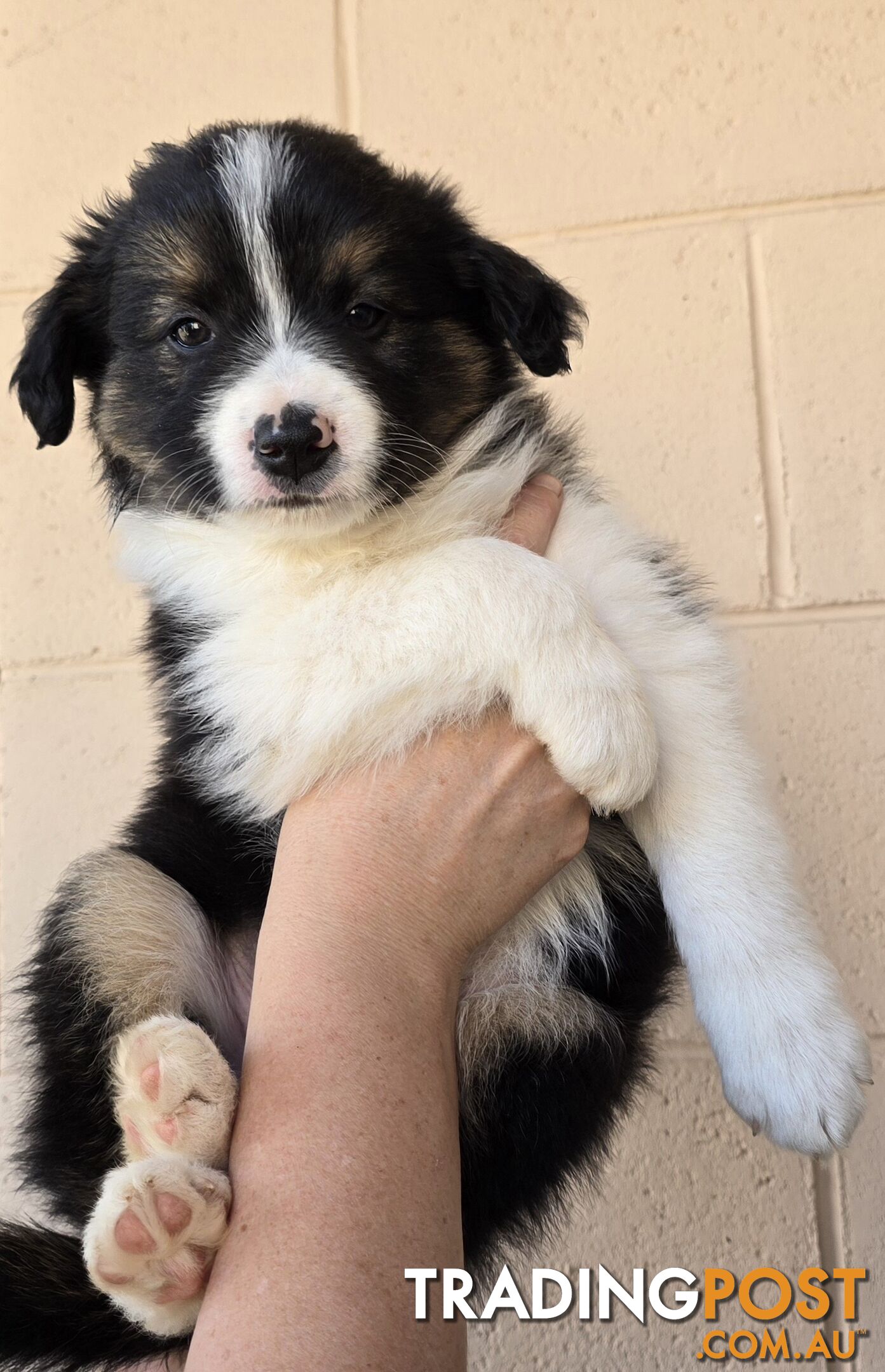 Registered Purebred Border Collies