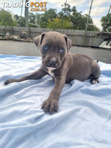 Mastiff bandog x American staffeshire puppies