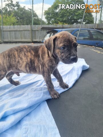 Mastiff bandog x American staffeshire puppies