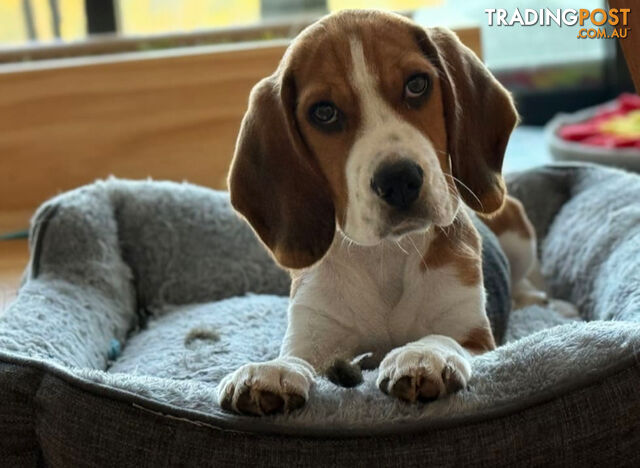 Beagle Puppy for Re-home | Pure-Bred with Pedigree Papers