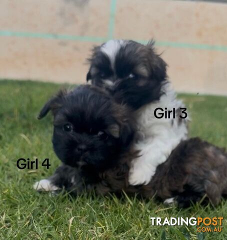 4 x Female Maltese Shih Tzu Pups