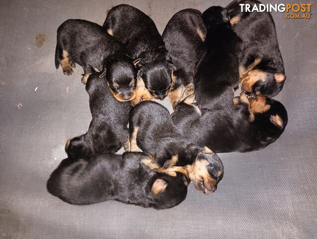 Rottie pups for Christmas