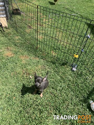 CHIHUAHUA PUPPIES