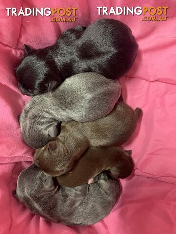 CHIHUAHUA BABIES
