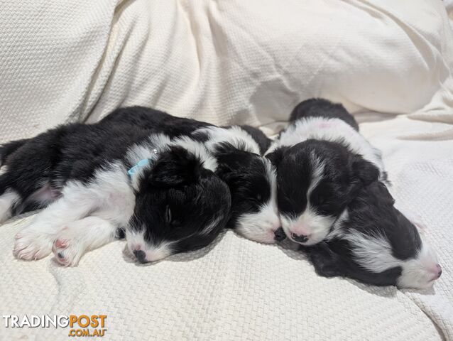 Pure Pedigree Border Collie Puppies – Almost Ready for Their Forever Homes