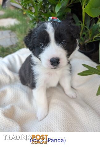 Pure Pedigree Border Collie Puppies – Almost Ready for Their Forever Homes