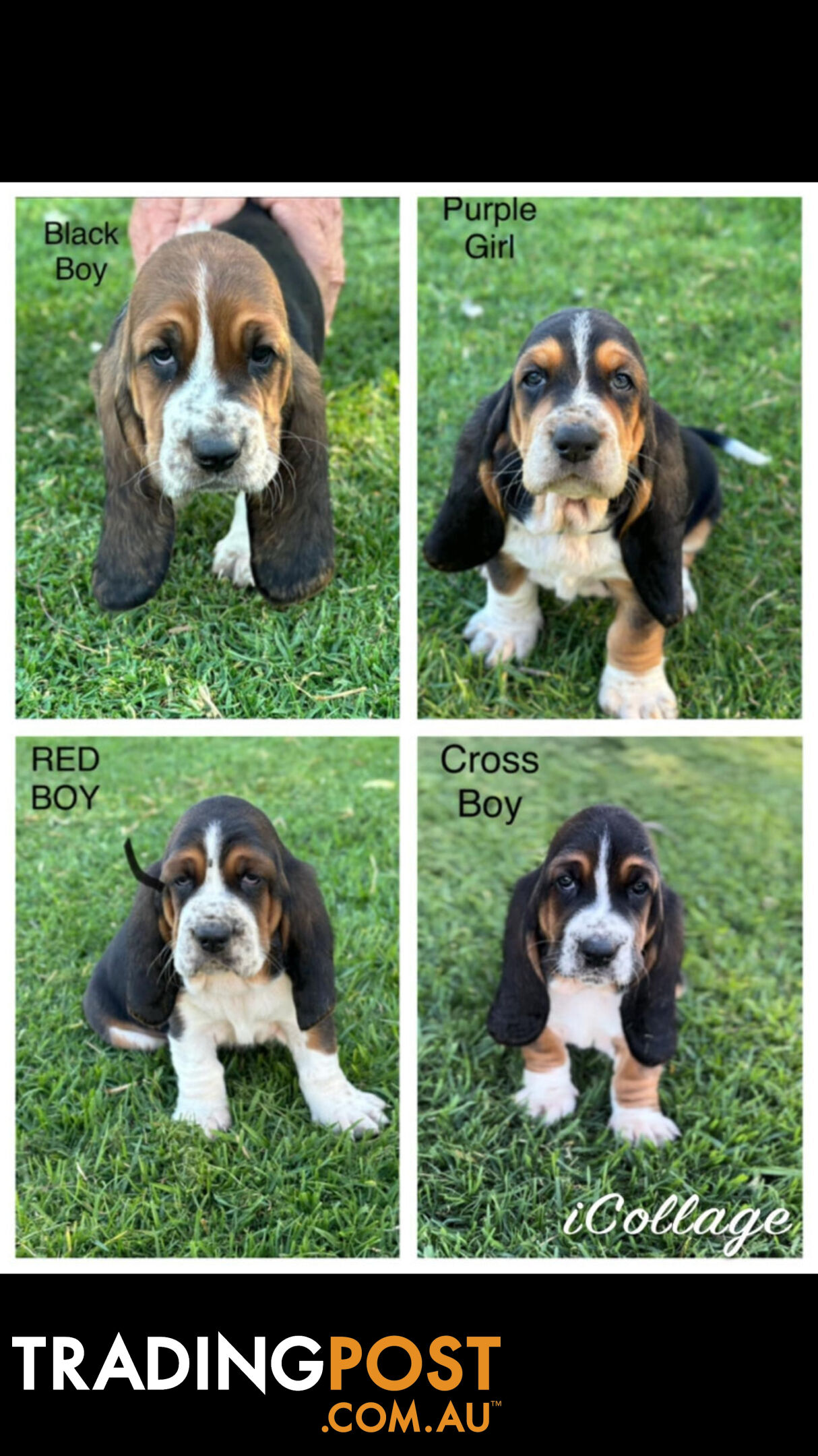 Basset Hound Puppies