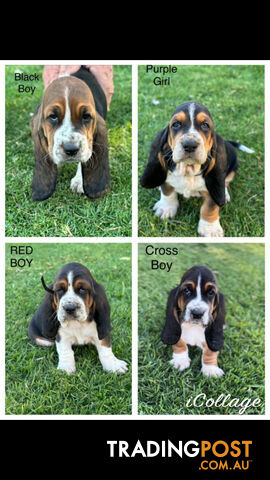 Basset Hound Puppies