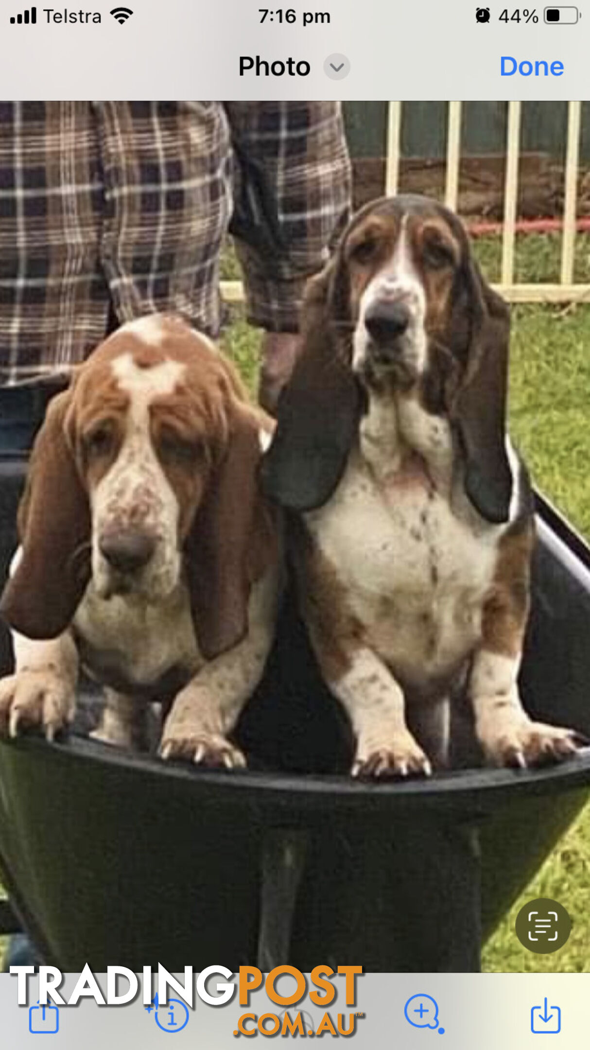 Basset Hound Puppies