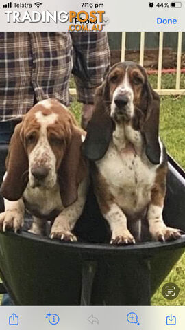 Basset Hound Puppies