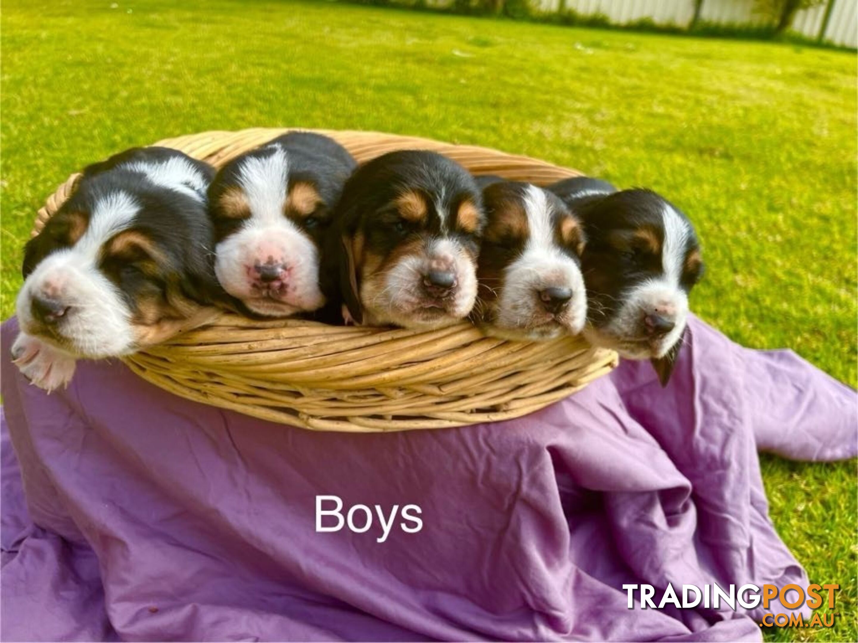 Basset Hound Puppies