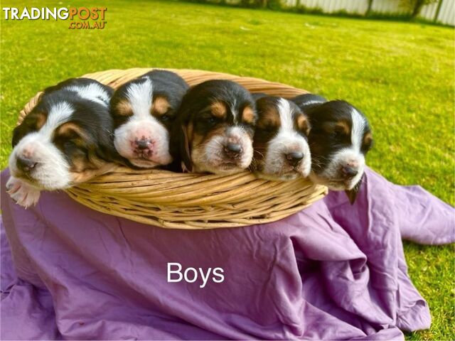 Basset Hound Puppies