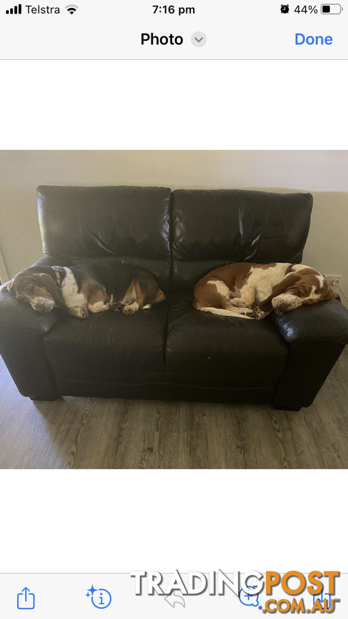 Basset Hound Puppies