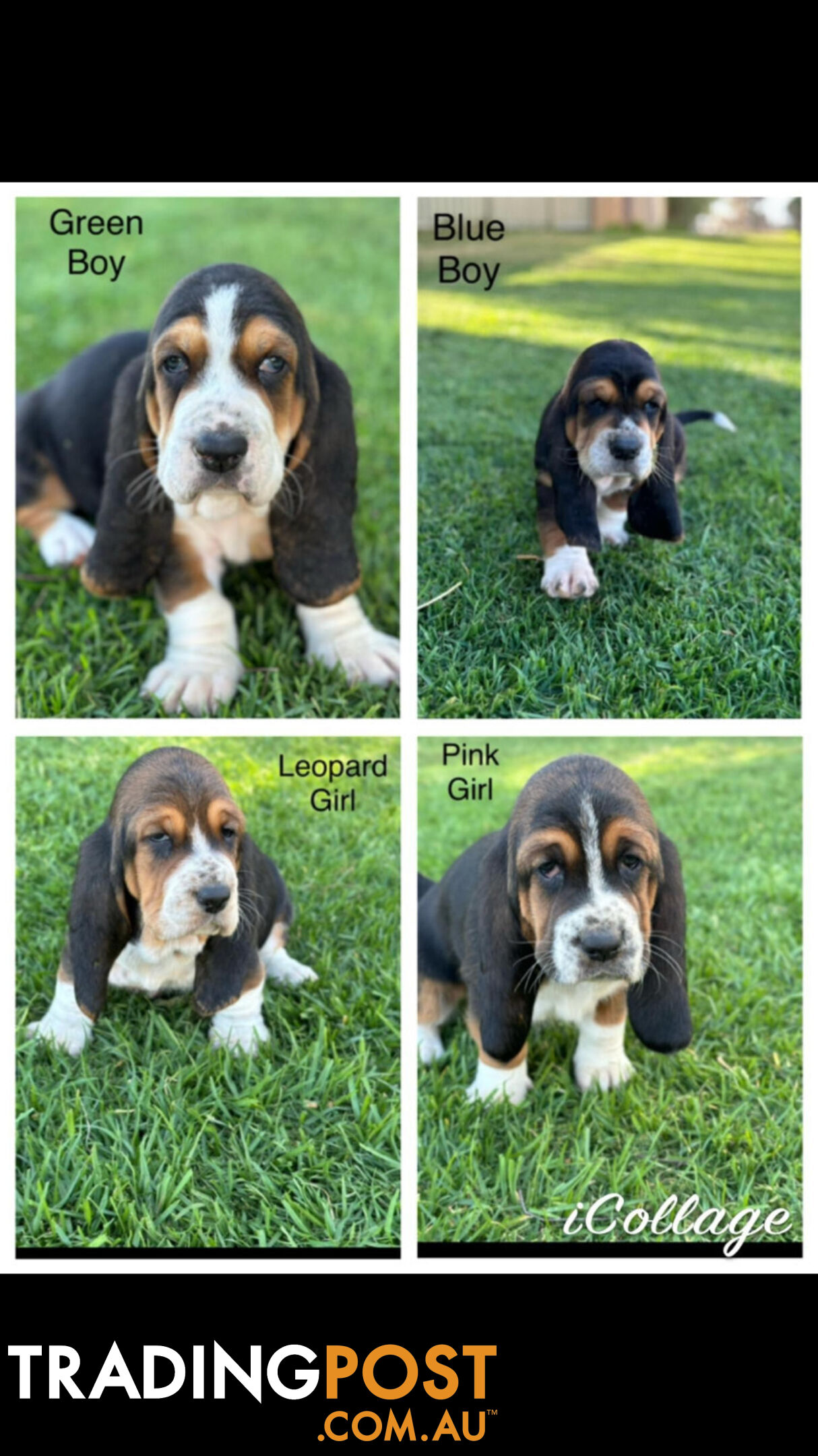 Basset Hound Puppies