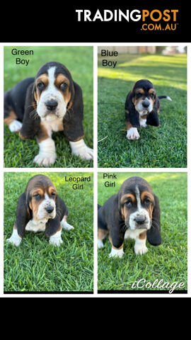 Basset Hound Puppies