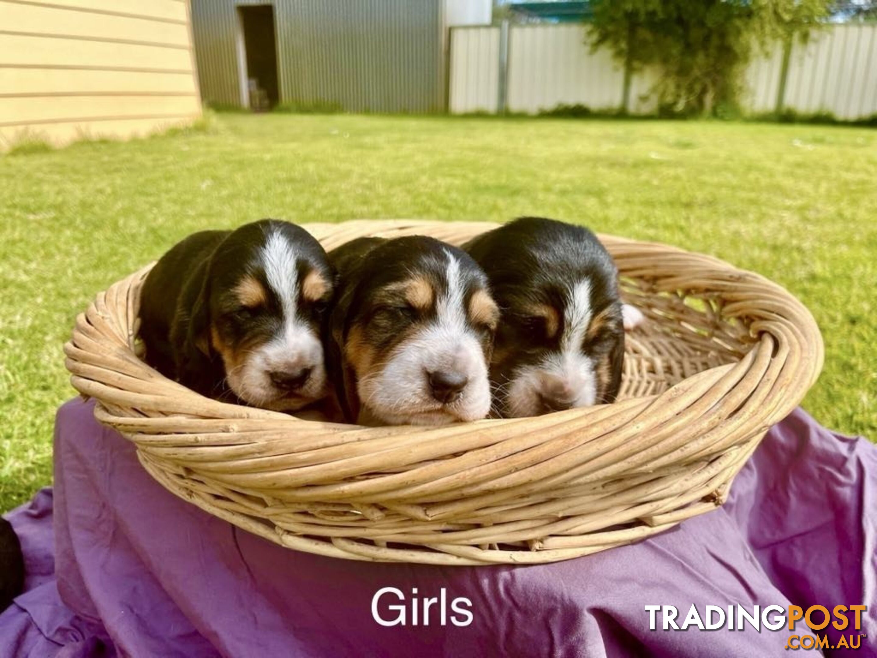 Basset Hound Puppies