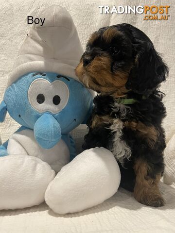 Cavoodle first generation