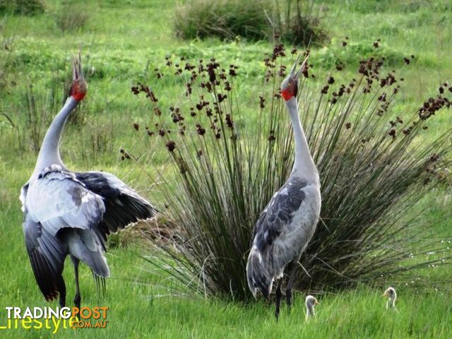 Lot 24 Brolga Drive GULMARRAD NSW 2463