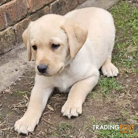 LABRADOR PUPS BLACK & GOLD