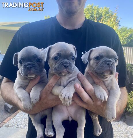 French Bulldog puppies