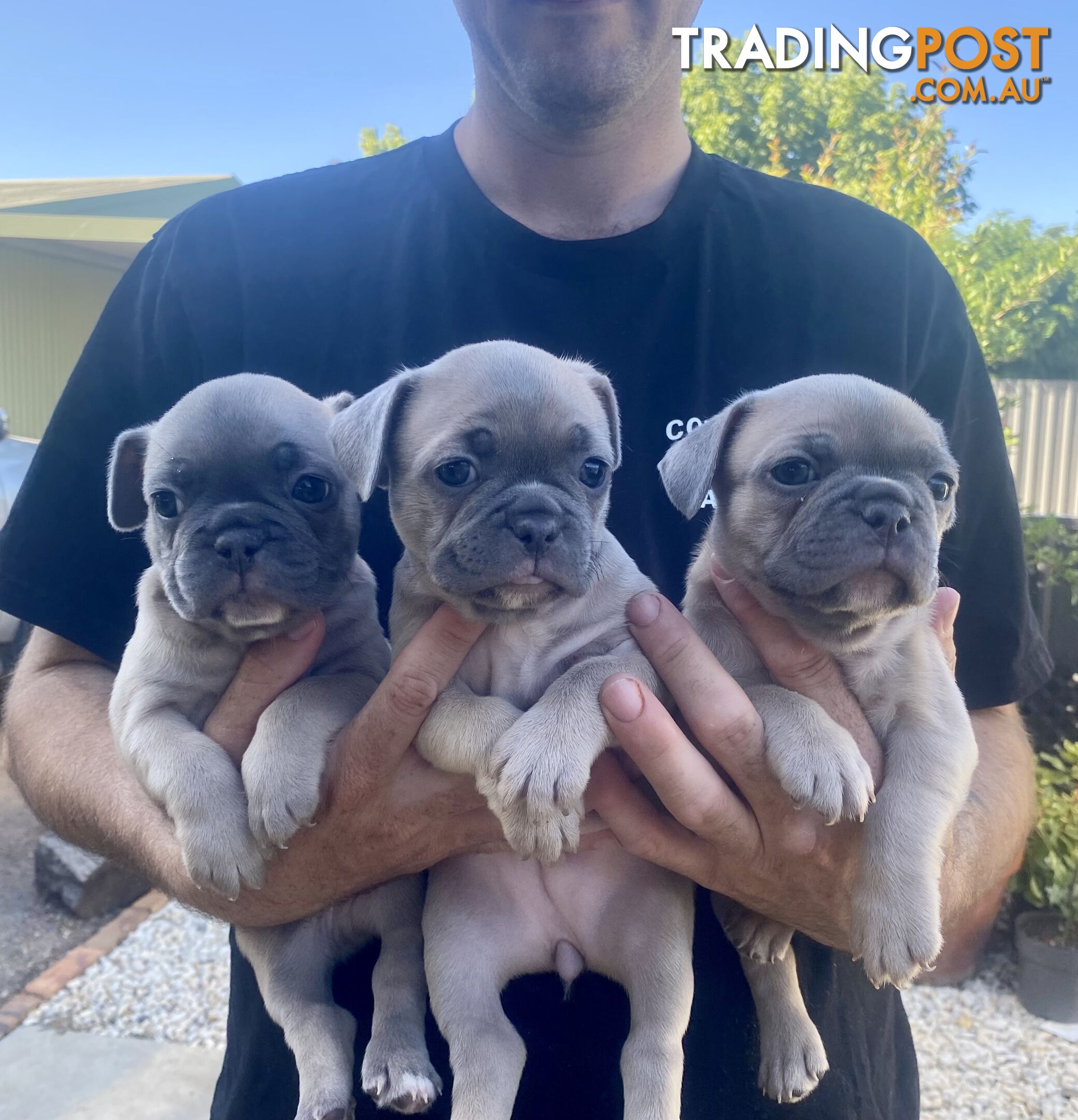 French Bulldog Puppies