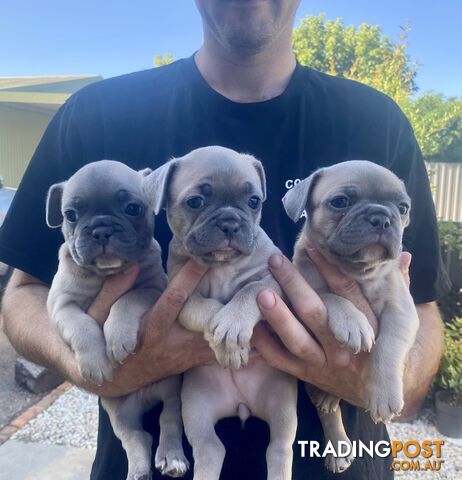 French Bulldog Puppies