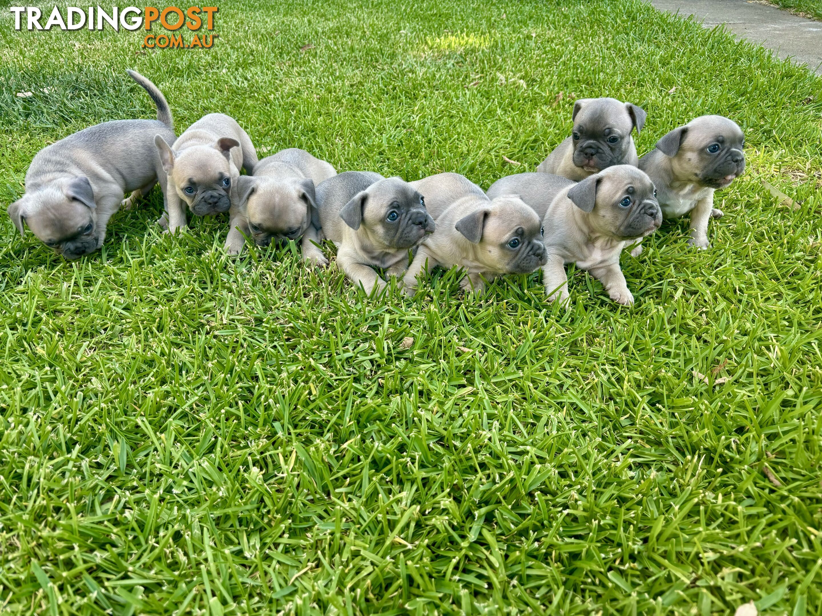 French Bulldog Puppies