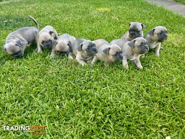 French Bulldog Puppies