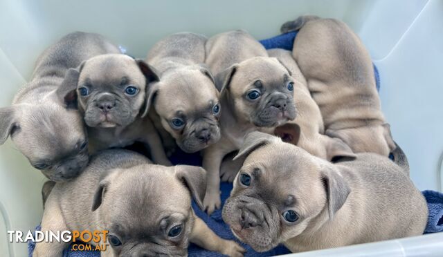 French Bulldog Puppies