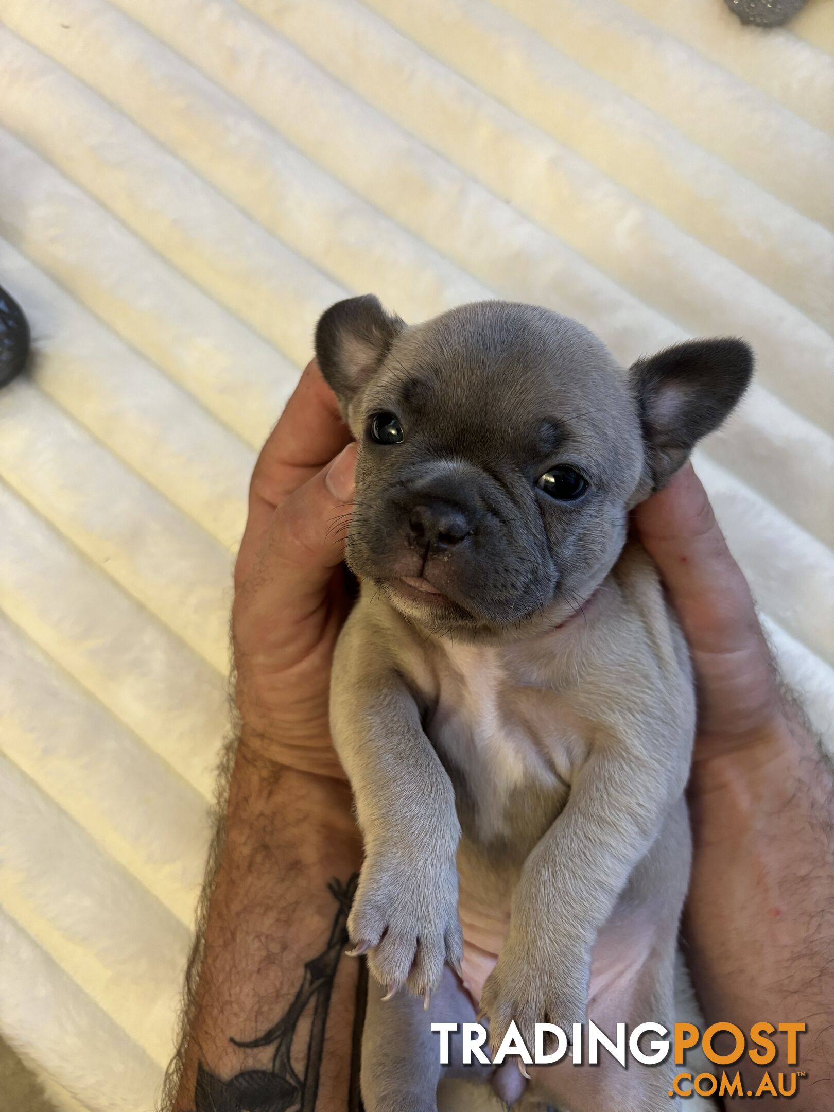 French Bulldog Puppies