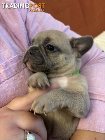 French Bulldog Puppies