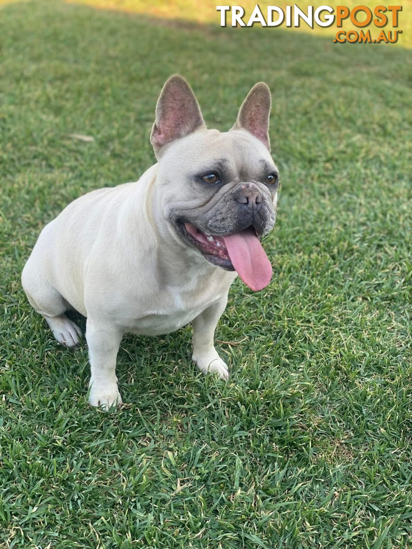 French Bulldog Puppies