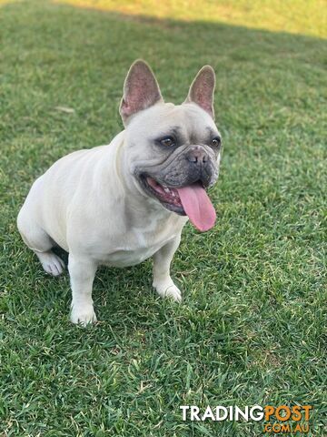 French Bulldog Puppies