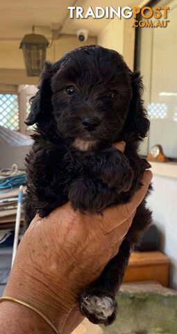 Adorable Cavoodle puppies for sale!