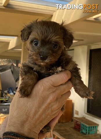 Adorable Cavoodle puppies for sale