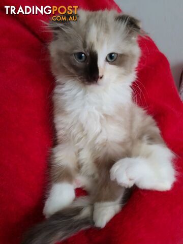 5 Ragdoll X Scottish fold/Persian kittens!