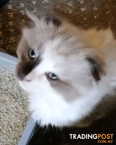 5 Ragdoll X Scottish fold/Persian kittens!