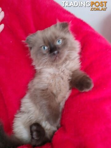 5 Ragdoll X Scottish fold/Persian kittens!