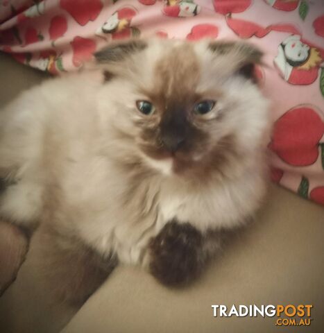 6 Ragdoll X Scottish fold/Persian kittens ready!