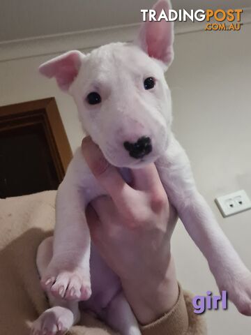 Bull Terrier puppies