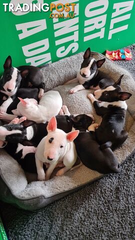 Bull Terrier puppies