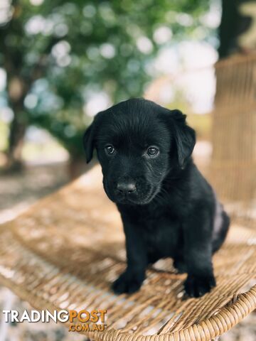 10 Black Golden Retriever x Labrador Puppies