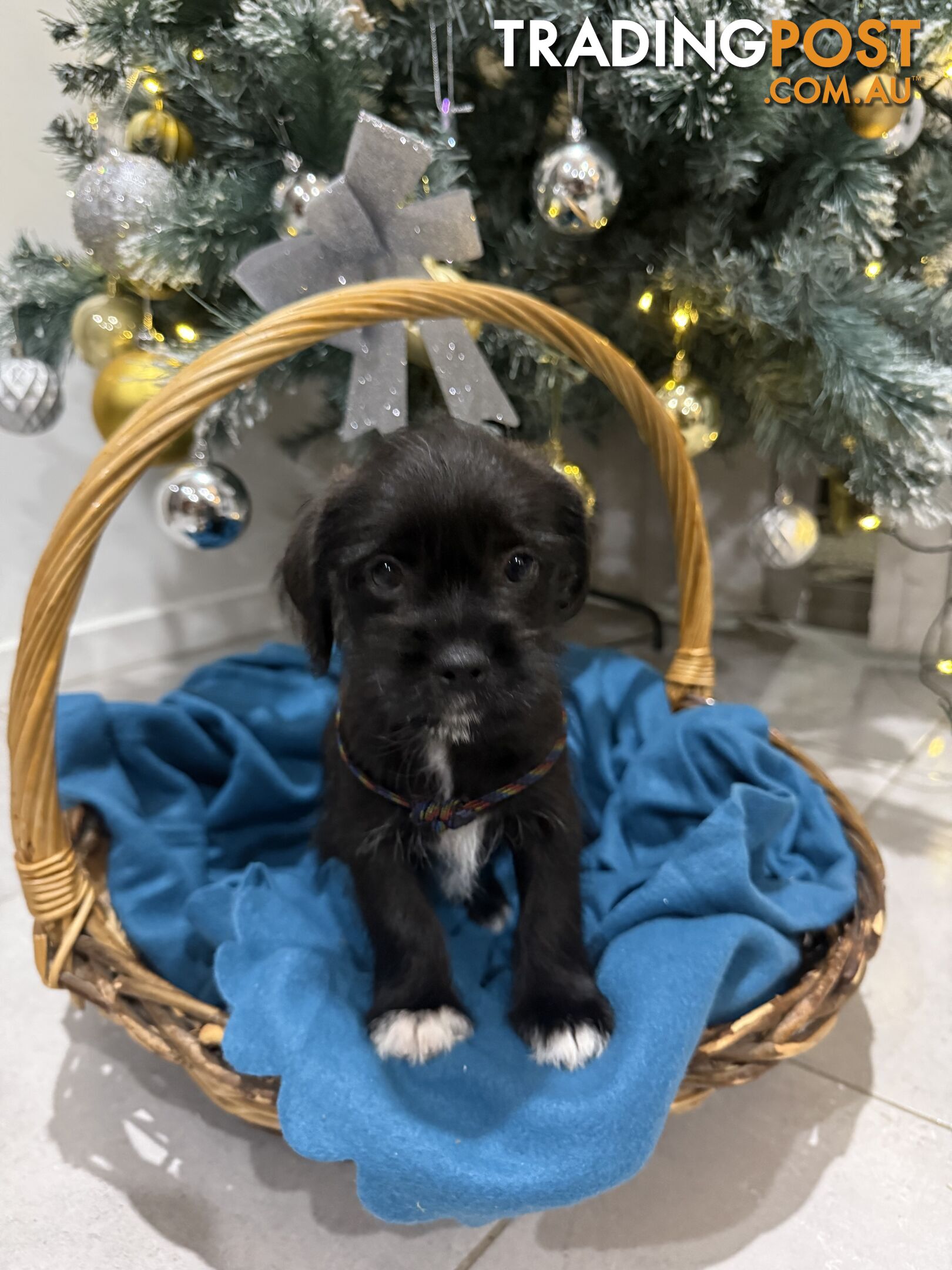 Schnau-Tzu (Miniature Schnauzer &amp;amp; Shih Tzu Mix)