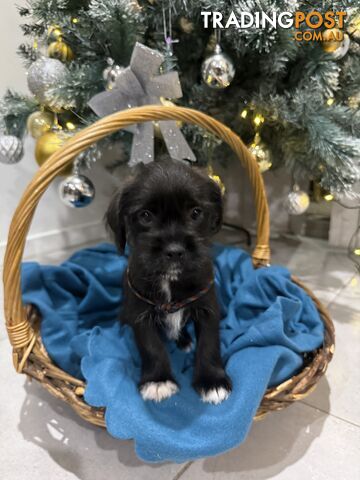 Schnau-Tzu (Miniature Schnauzer &amp;amp; Shih Tzu Mix)