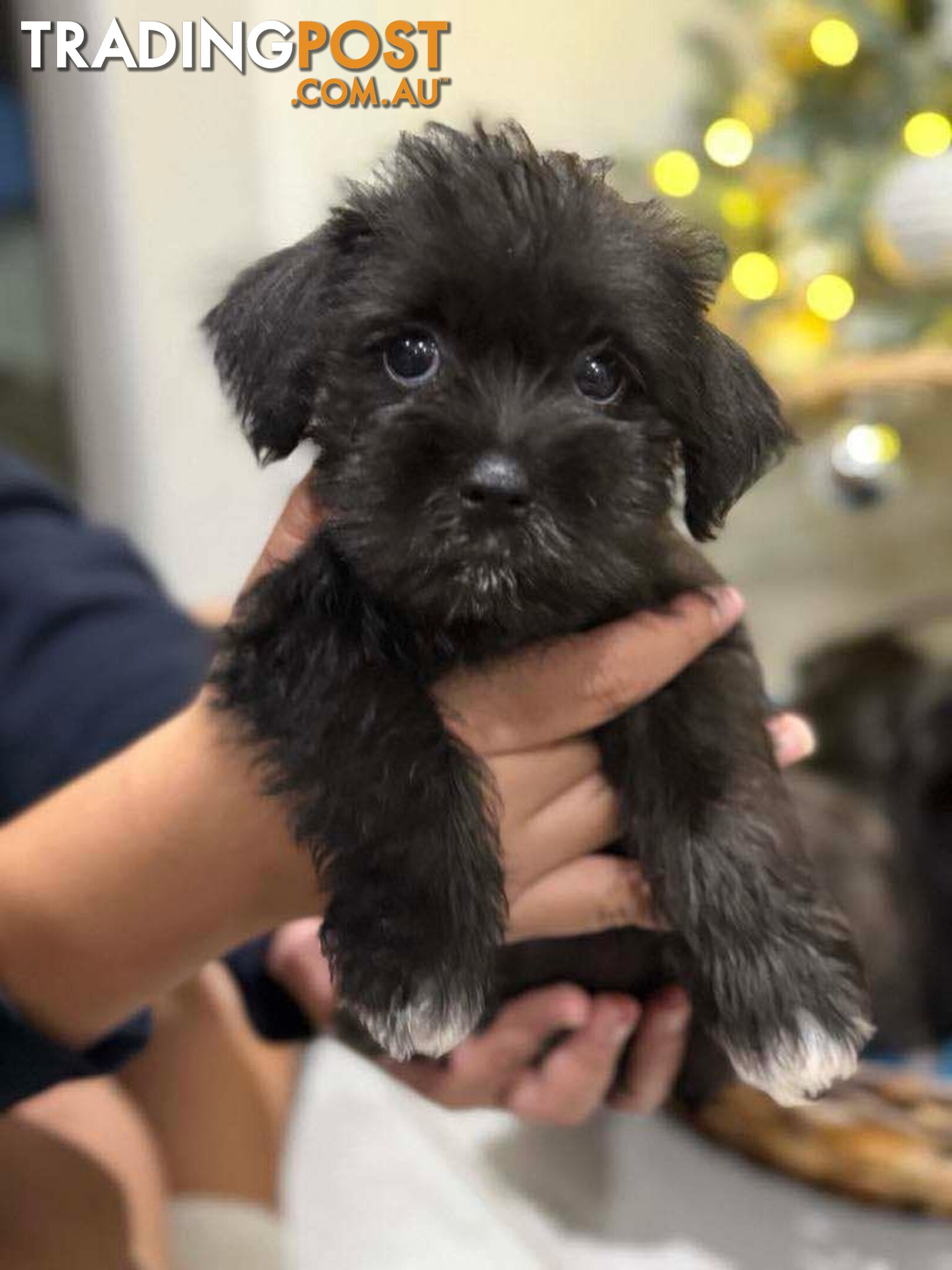 Schnau-Tzu (Miniature Schnauzer &amp;amp; Shih Tzu Mix)